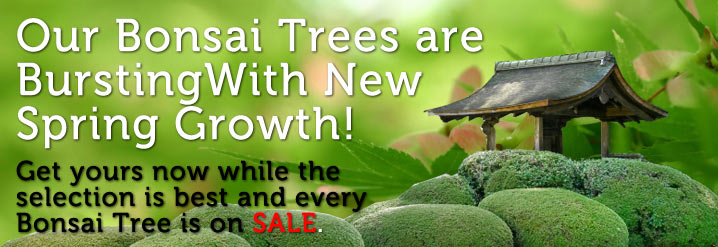 bursting-with-new-spring-growth-header.jpg