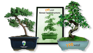 corp-trees-instruct-opt.jpg