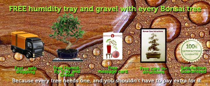 free-tray-water-on-wood-header.jpg