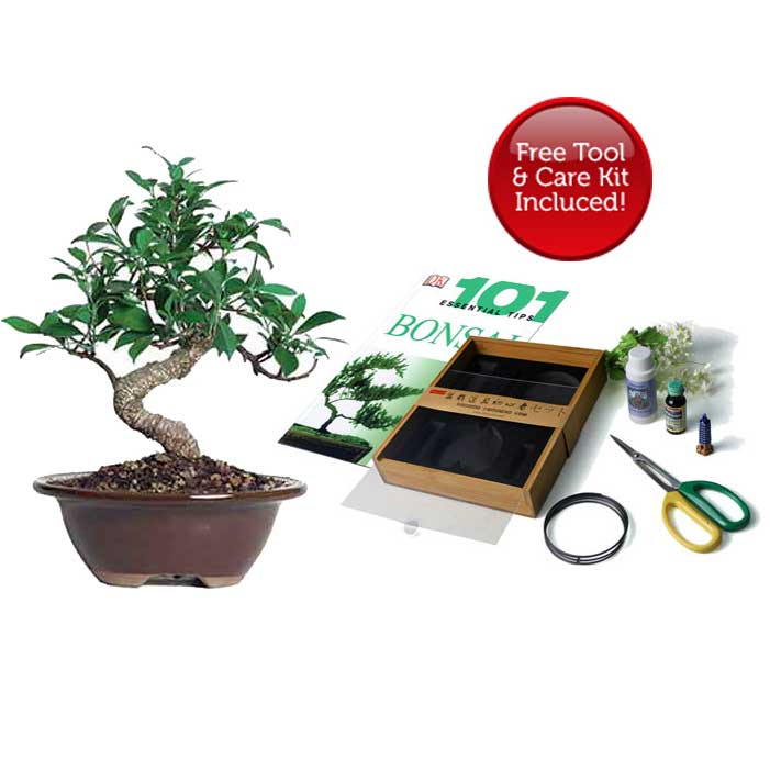 Bonsai tree Tools Bonsai Tree Do It Yourself Kit Golden Gate Ficus