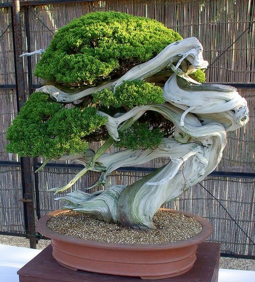 Your Bonsai Will Thank You For Avoiding These Common Mistakes Bonsai Outlet