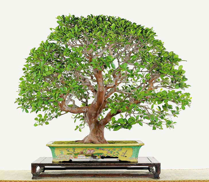Buy Warm White LED Bonsai Tree Lamp Desktop Pearl Tree Lamp with 36 LED  Light op Lights USB Operated Artificial Light Tree Decoration for GiftHome WeddingValentines Day Decor Online at desertcartINDIA