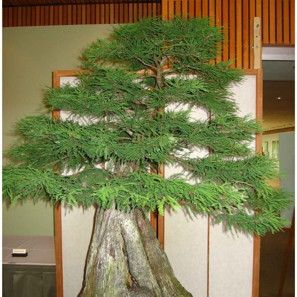 Bald Cypress Bonsai Tree