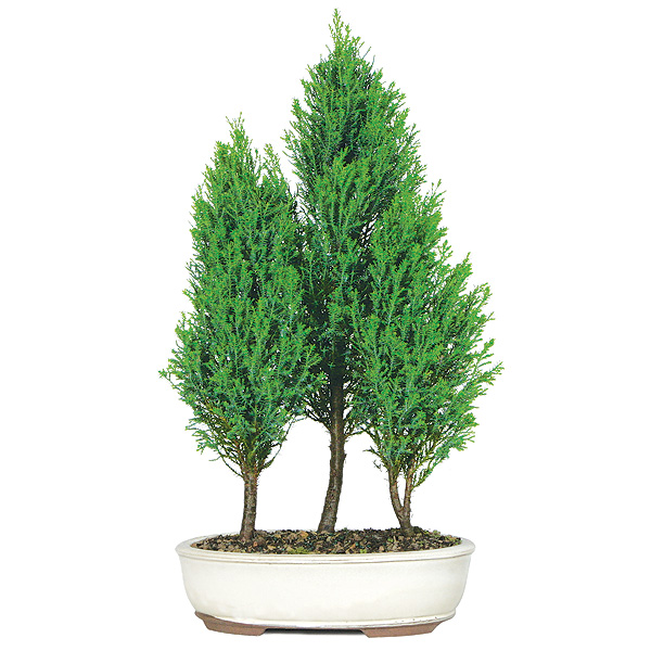 bald-cypress-grove.jpg