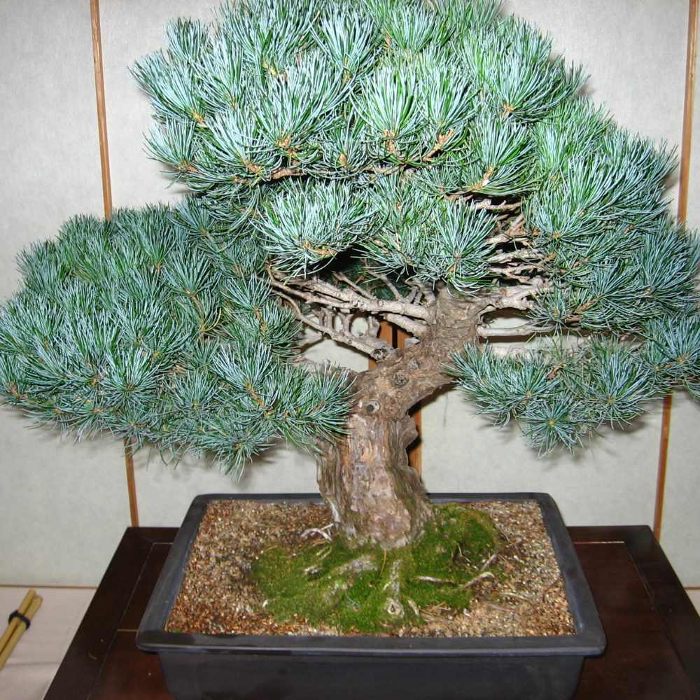 Japanese Black Pine