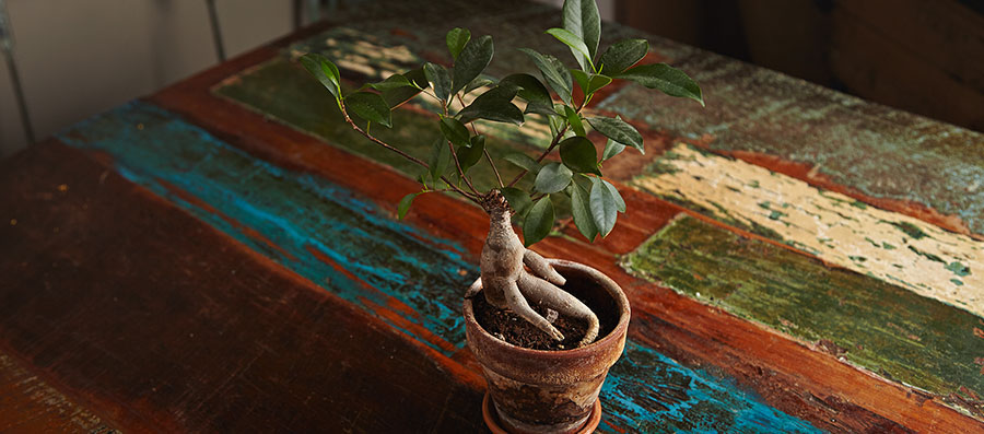 Bonsai articles and educational resources