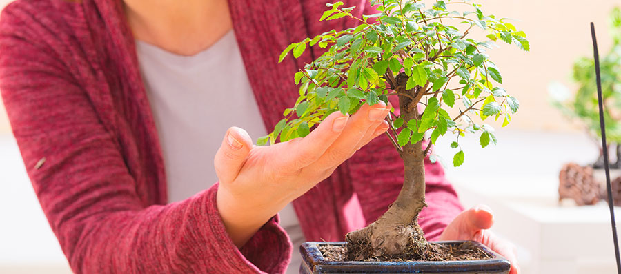 Tree care guides for bonsai species