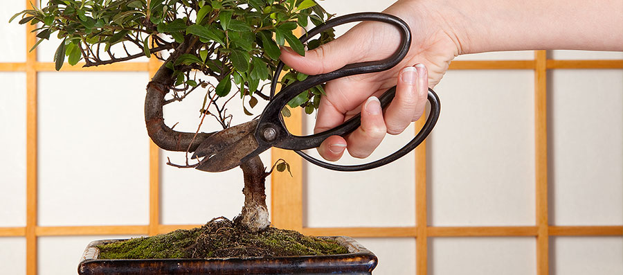 Helpful bonsai tips and care guides