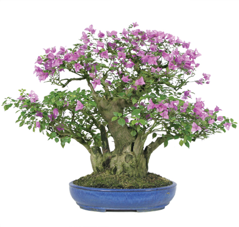 bougainvillea-bonsai-tree.jpg