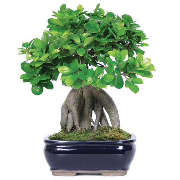 ¿Cómo cuido una planta de bonsái?