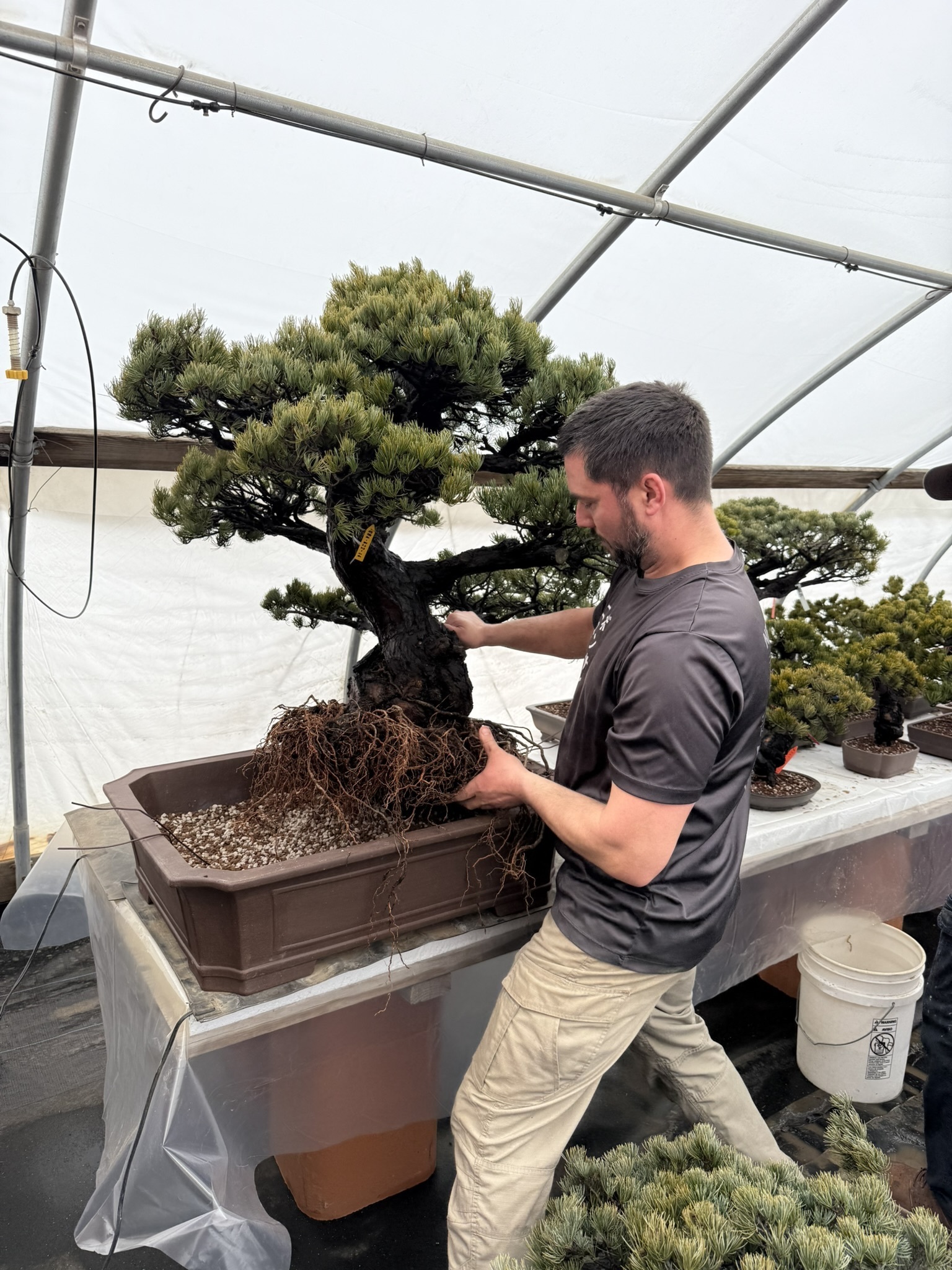 The Bonsai Problem Nobody Talks About - Bonsai Outlet