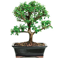 jade-bonsai-tree.jpg