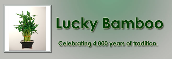 luckybamboo.jpg