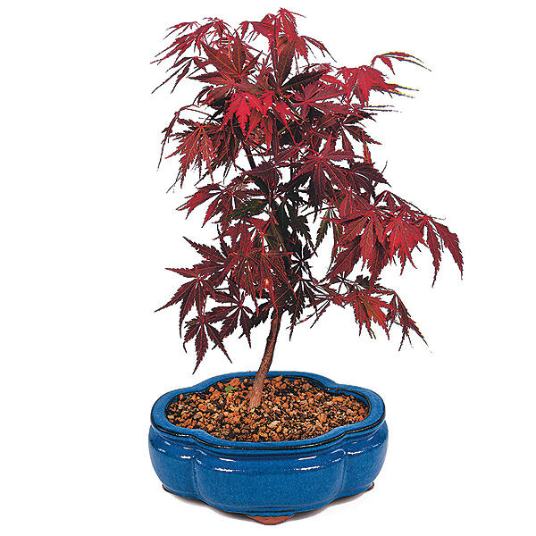 Red Maple Bonsai Tree Care
