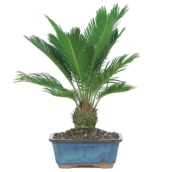sago-palm-bonsai-tree.jpg