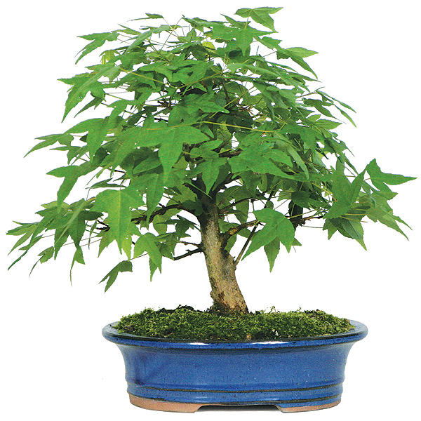 trident-maple-bonsai-tree.jpg